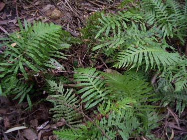 Blechnum