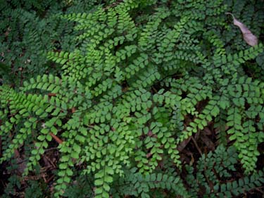 Giant Maiden Hair Fern