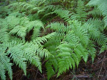 Ground Fern