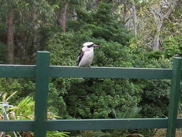 Kookaburra on the railing