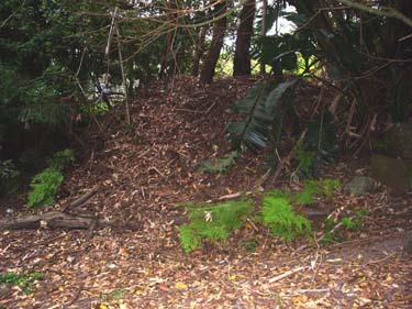 Bush Turkey Mound