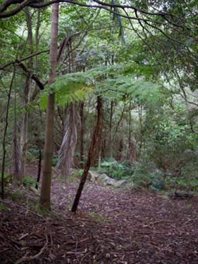 Tree Fern