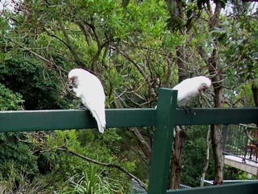 Two Corellas