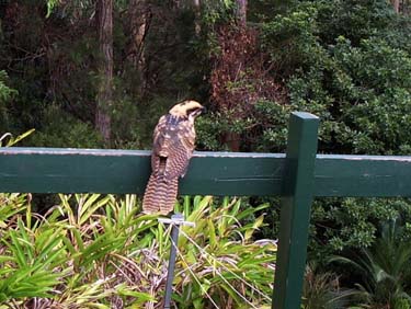 Young Koel on railing