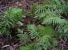 Blechnum