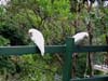 Two Corellas