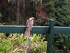 Young Koel on old railing